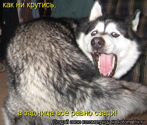 а задница всё равно сзади! как ни крутись,... Котоматрица: а задница всё равно сзади! как ни крутись,