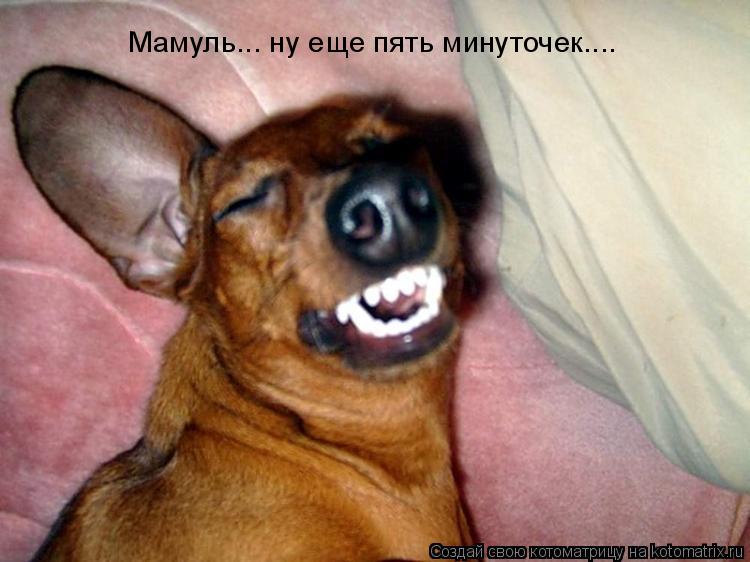 Мамуль... ну еще пять минуточек....... Котоматрица: Мамуль... ну еще пять минуточек....