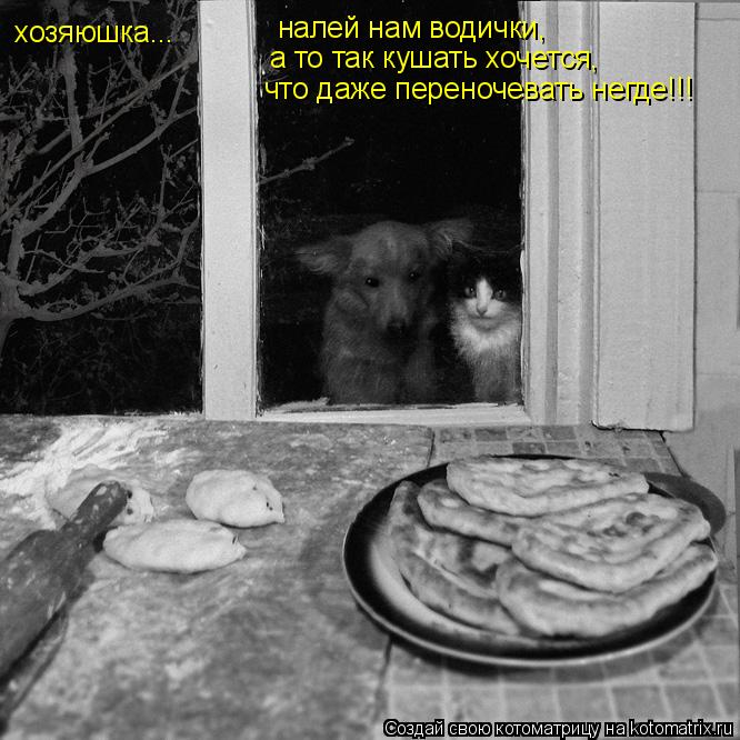 хозяюшка... налей нам водички, а то так кушать хочется, что даже переночевать негде!!!... Котоматрица: хозяюшка... налей нам водички, а то так кушать хочется, что даже переночевать негде!!!