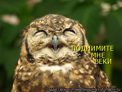 ПОДНИМИТЕ МНЕ ВЕКИ... Котоматрица: ПОДНИМИТЕ МНЕ ВЕКИ