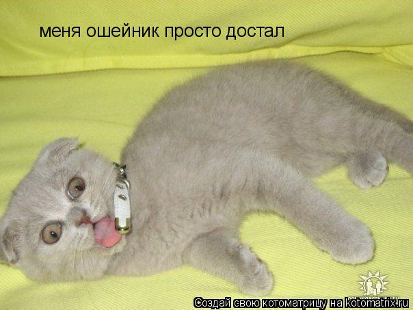 меня ошейник просто достал... Котоматрица: меня ошейник просто достал