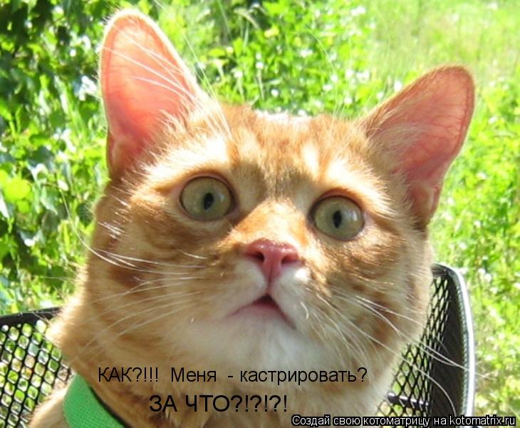 КАК?!!! Меня - кастрировать? ЗА ЧТО?!?!?!... Котоматрица: КАК?!!! Меня - кастрировать? ЗА ЧТО?!?!?!