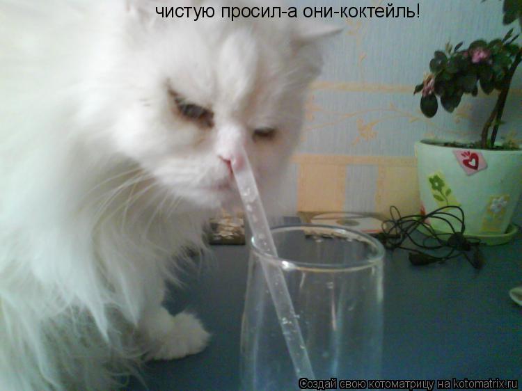 чистую просил-а они-коктейль!... Котоматрица: чистую просил-а они-коктейль!