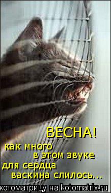 ВЕСНА! как много в этом звуке для сердца васкина слилось...... Котоматрица: ВЕСНА! как много в этом звуке для сердца васкина слилось...