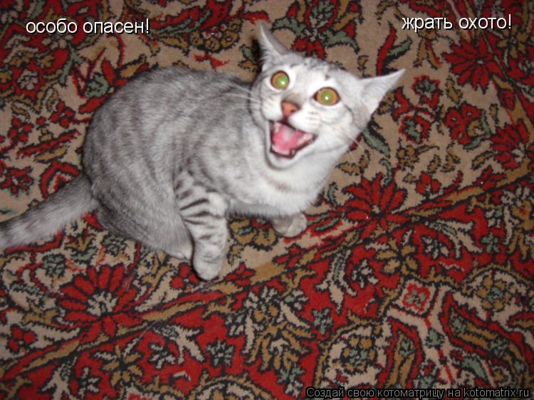 особо опасен! жрать охото!... Котоматрица: особо опасен! жрать охото!