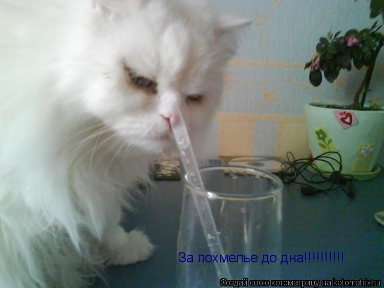 За похмелье до дна!!!!!!!!!!... Котоматрица: За похмелье до дна!!!!!!!!!!