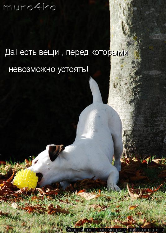 Да! есть вещи , перед которыми невозможно устоять!... Котоматрица: Да! есть вещи , перед которыми невозможно устоять!