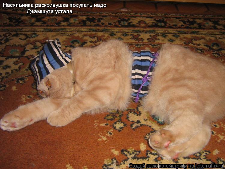 Насяльника раскривушка покупать надо Джамшута устала... Котоматрица: Насяльника раскривушка покупать надо Джамшута устала