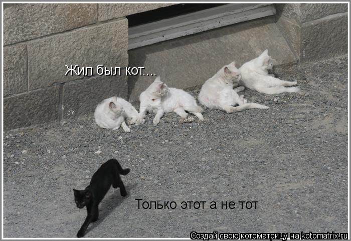 Жил был кот.... Только этот а не тот... Котоматрица: Жил был кот.... Только этот а не тот