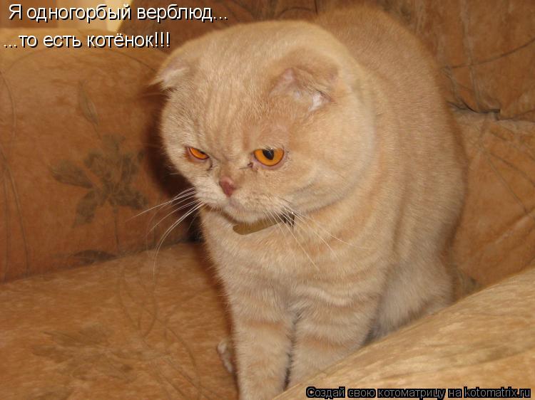 Я одногорбый верблюд... ...то есть котёнок!!!... Котоматрица: Я одногорбый верблюд... ...то есть котёнок!!!