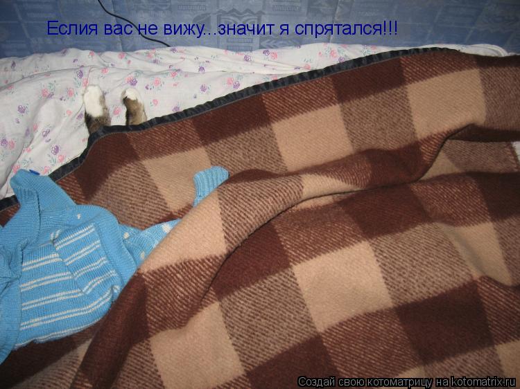 Еслия вас не вижу...значит я спрятался!!!... Котоматрица: Еслия вас не вижу...значит я спрятался!!!
