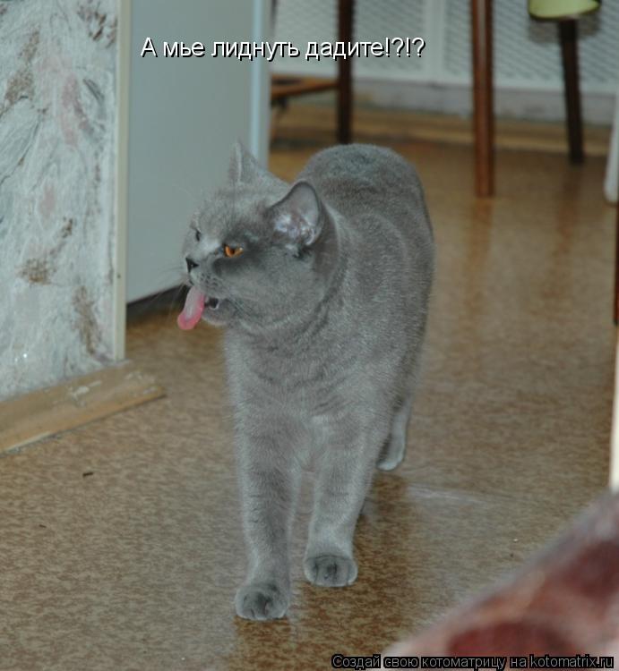 А мье лиднуть дадите!?!?... Котоматрица: А мье лиднуть дадите!?!?