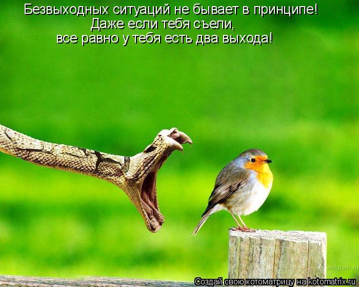 Безвыходных ситуаций не бывает в принципе! Даже если тебя съели, все равно у тебя есть два выхода!... Котоматрица: Безвыходных ситуаций не бывает в принципе! Даже если тебя съели, все равно у тебя есть два выхода!