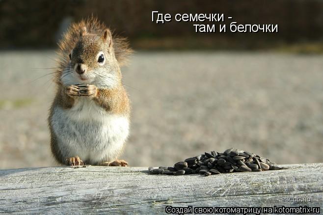 Где семечки - там и белочки... Котоматрица: Где семечки - там и белочки