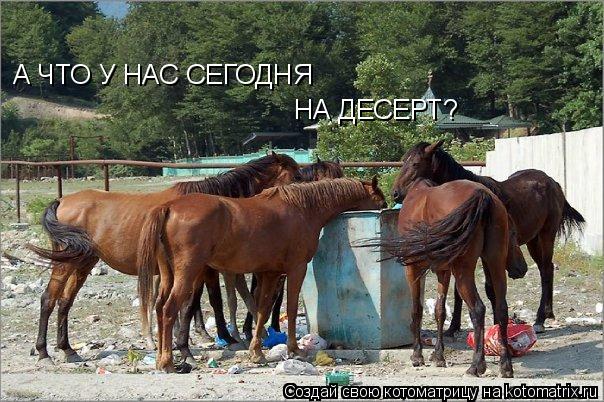 Котоматрица: А ЧТО У НАС СЕГОДНЯ НА ДЕСЕРТ?