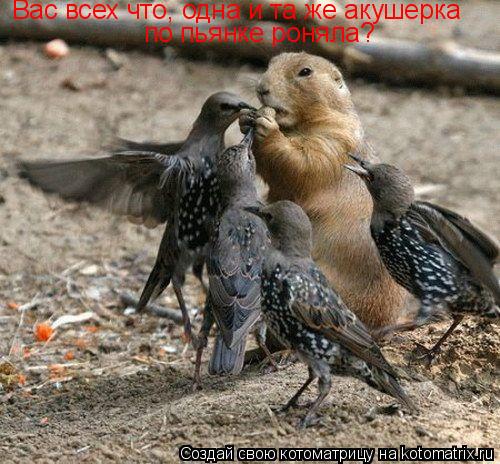 Вас всех что, одна и та же акушерка по пьянке роняла?... Котоматрица: Вас всех что, одна и та же акушерка по пьянке роняла?