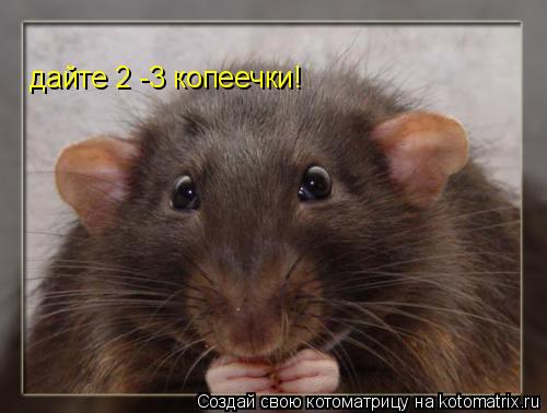 дайте 2 -3 копеечки!... Котоматрица: дайте 2 -3 копеечки!