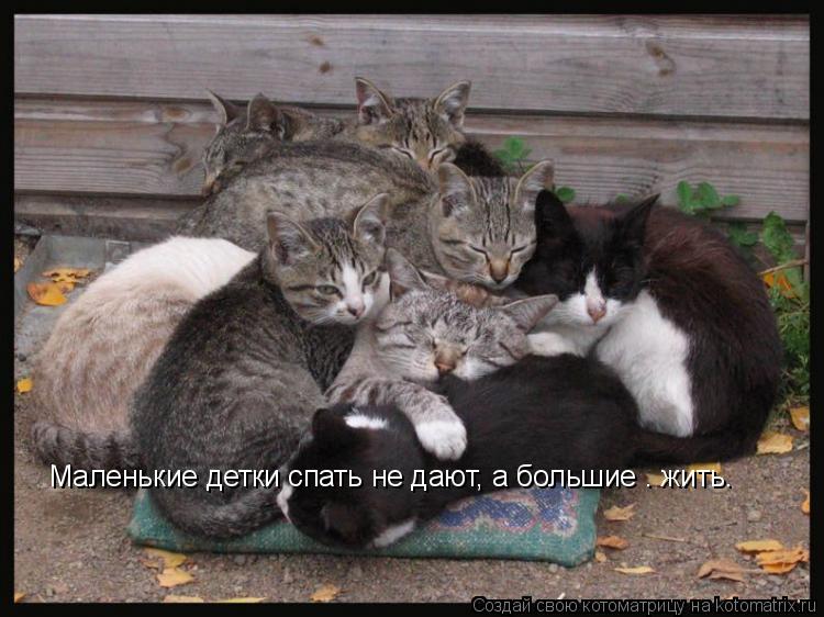 Маленькие детки спать не дают, а большие – жить.... Котоматрица: Маленькие детки спать не дают, а большие – жить.