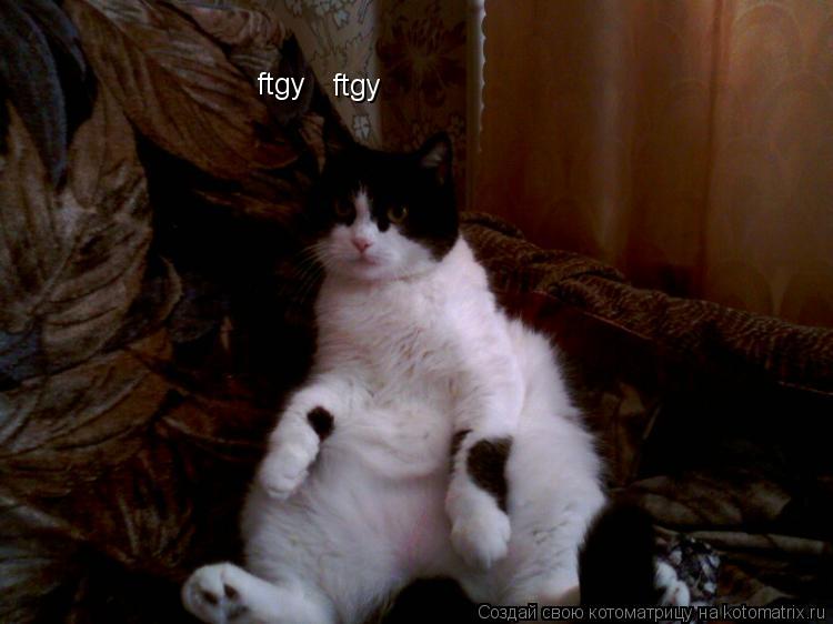 ftgy ftgy... Котоматрица: ftgy ftgy