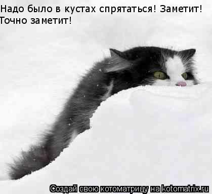 Надо было в кустах спрятаться! Заметит! Точно заметит!... Котоматрица: Надо было в кустах спрятаться! Заметит! Точно заметит!