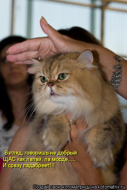 Взгляд, говоришь не добрый ЩАС как лапай, па морде..... И сразу падабреет!!!... Котоматрица: Взгляд, говоришь не добрый ЩАС как лапай, па морде..... И сразу падабреет!!!