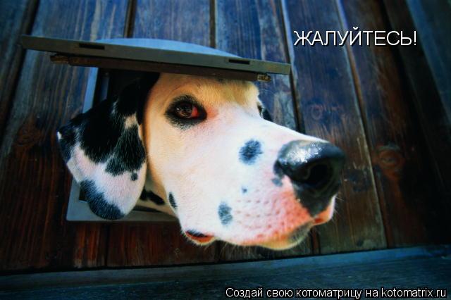 Котоматрица: ЖАЛУЙТЕСЬ!