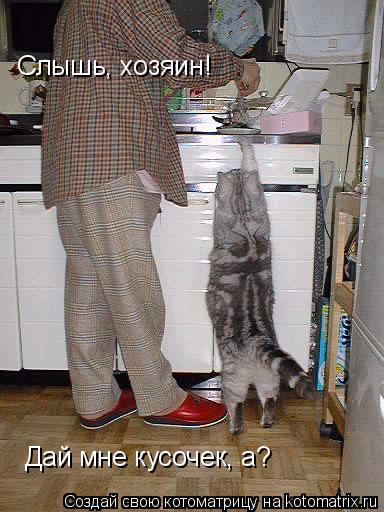 Котоматрица: Слышь, хозяин!  Дай мне кусочек, а?