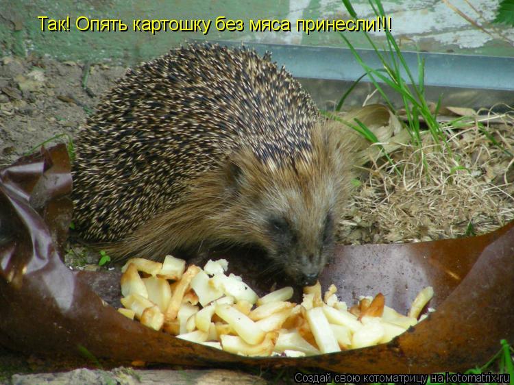 Котоматрица: Так! Опять картошку без мяса принесли!!!
