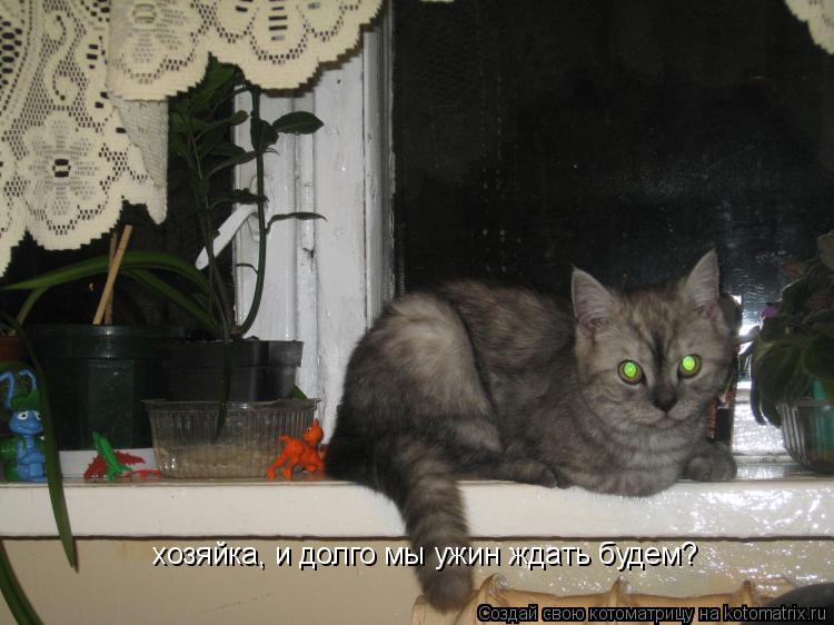 хозяйка, и долго мы ужин ждать будем?... Котоматрица: хозяйка, и долго мы ужин ждать будем?