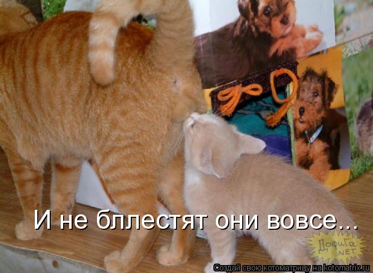И не бллестят они вовсе...... Котоматрица: И не бллестят они вовсе...