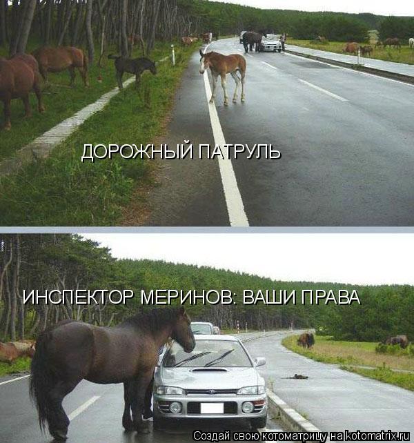 Котоматрица: ДОРОЖНЫЙ ПАТРУЛЬ ИНСПЕКТОР МЕРИНОВ: ВАШИ ПРАВА