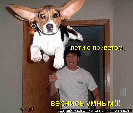 лети с приветом, вернись умным!!!... Котоматрица: лети с приветом, вернись умным!!!