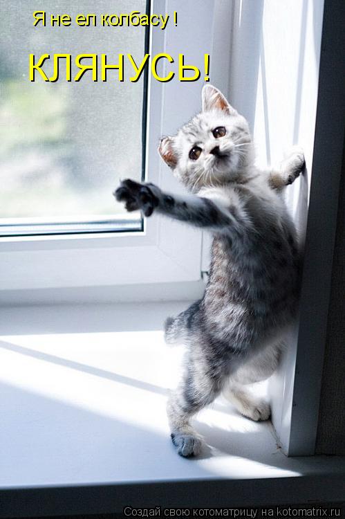 Я не ел колбасу ! КЛЯНУСЬ!... Котоматрица: Я не ел колбасу ! КЛЯНУСЬ!