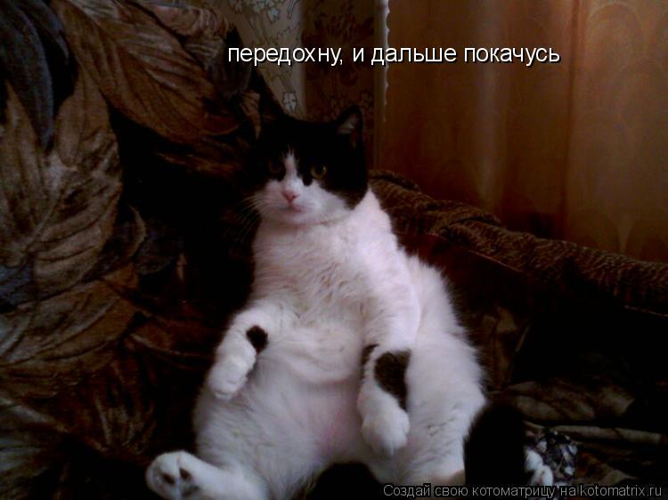 передохну, и дальше покачусь... Котоматрица: передохну, и дальше покачусь