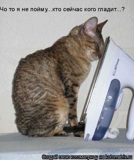Котоматрица: Чо то я не пойму...кто сейчас кого гладит...?