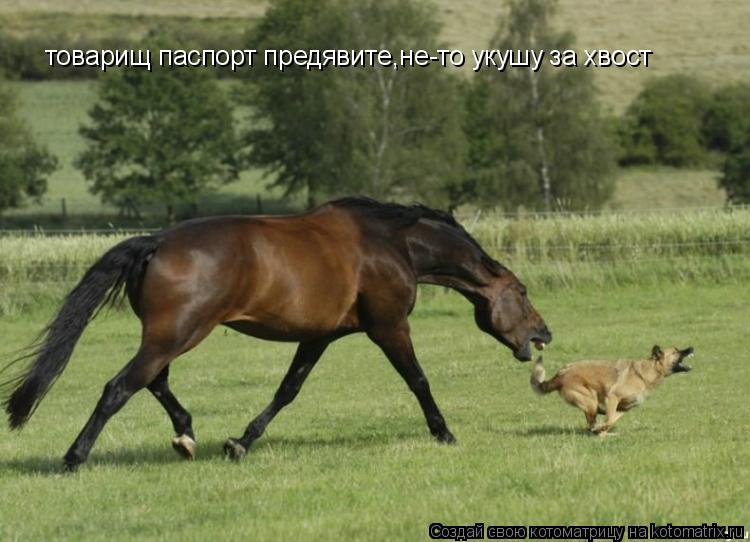 товарищ паспорт предявите,не-то укушу за хвост... Котоматрица: товарищ паспорт предявите,не-то укушу за хвост