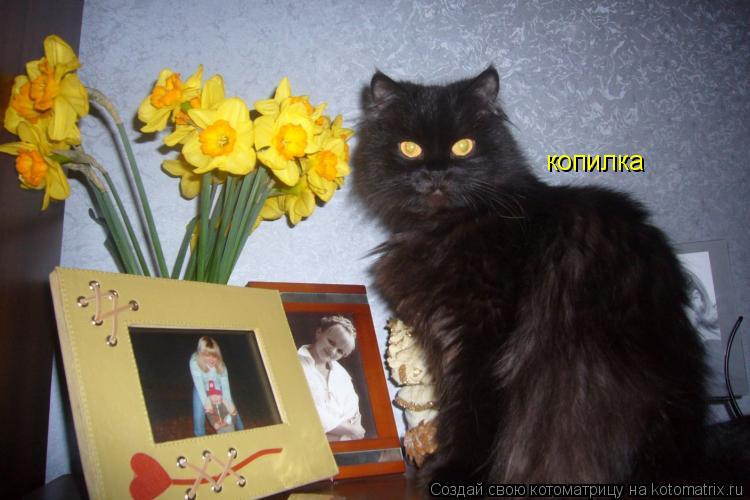 Котоматрица: копилка