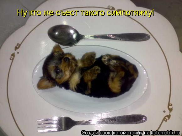 Котоматрица: Ну кто же съест такого симпотяжку!