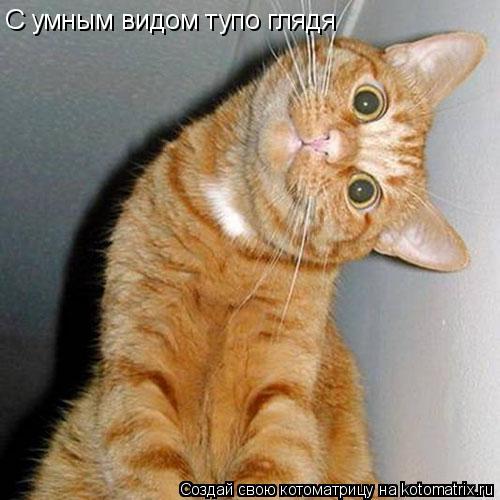 Котоматрица: С умным видом тупо глядя