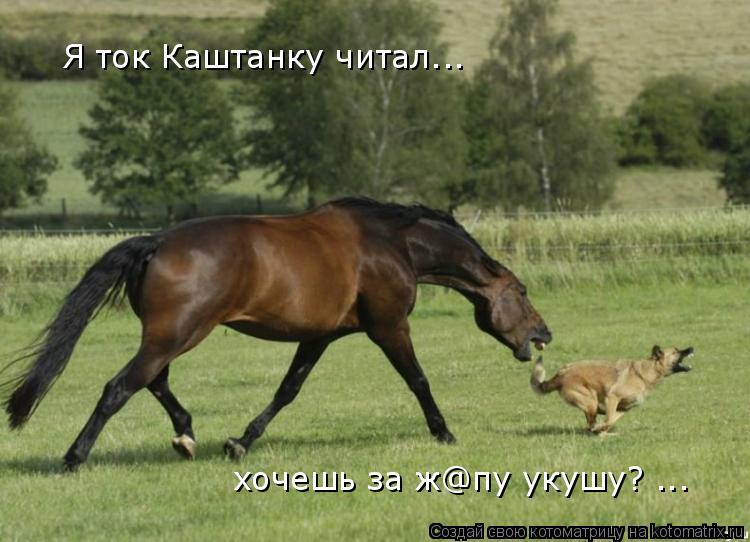 Котоматрица: Я ток Каштанку читал... Я ток Каштанку читал... хочешь за ж@пу укушу? ...