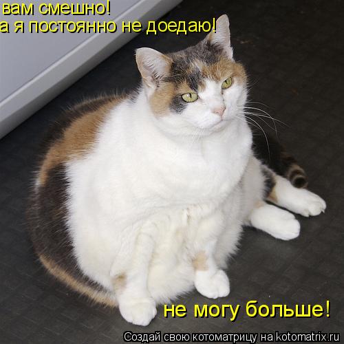 Котоматрица: вам смешно! а я постоянно не доедаю! не могу больше!