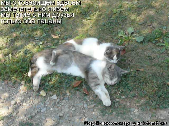мы с товарищем вдвоем замечательно живем мы такие с ним друзья только оба пацаны... Котоматрица: мы с товарищем вдвоем замечательно живем мы такие с ним друзья только оба пацаны
