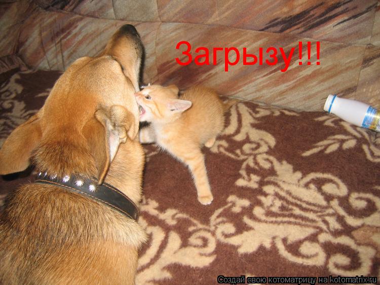 Загрызу!!!... Котоматрица: Загрызу!!!