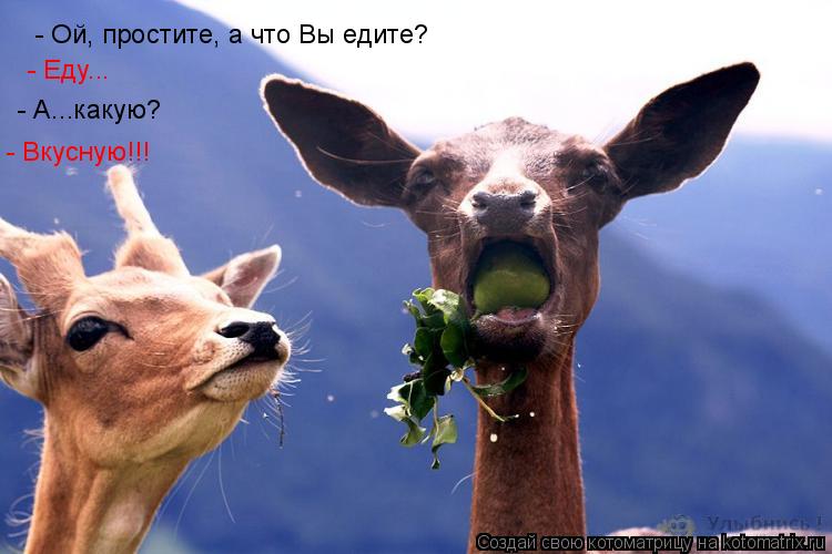 - Ой, простите, а что Вы едите? - Еду... - А...какую? - Вкусную!!!... Котоматрица: - Ой, простите, а что Вы едите? - Еду... - А...какую? - Вкусную!!!