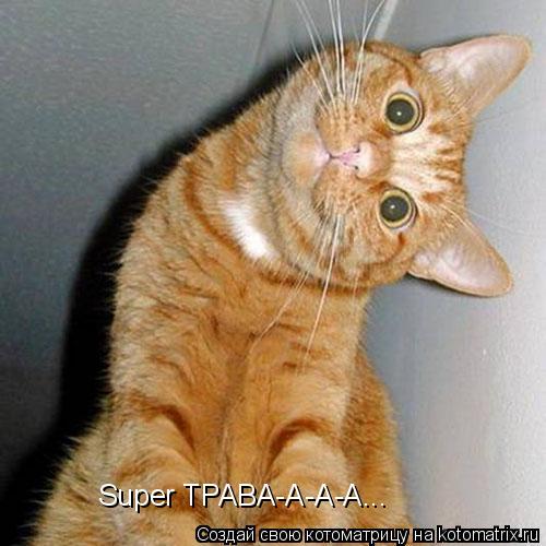Котоматрица: Super TPABA-A-A-A...