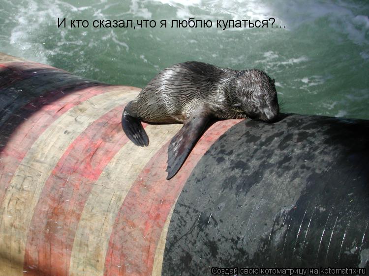 Котоматрица: И кто сказал,что я люблю купаться?...