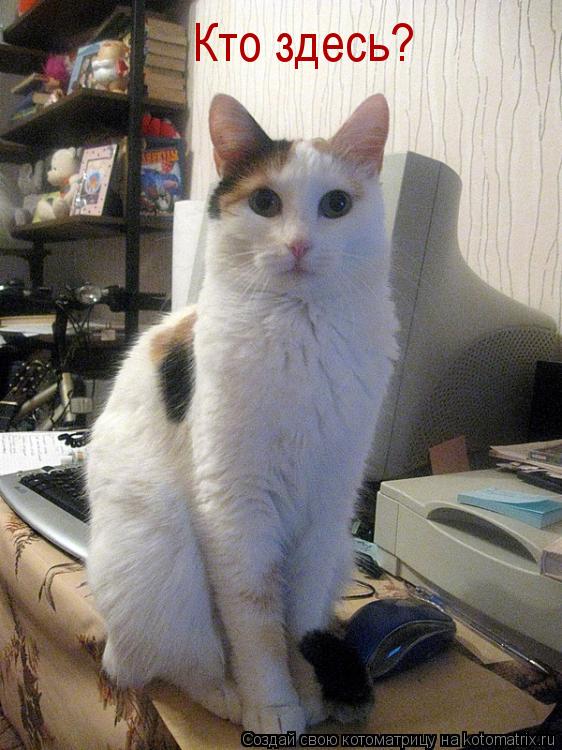 Кто здесь?... Котоматрица: Кто здесь?