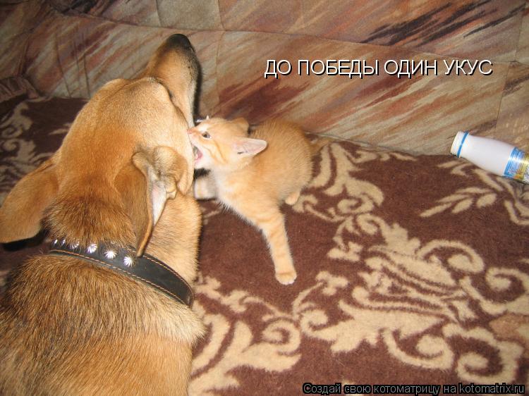 Котоматрица: ДО ПОБЕДЫ ОДИН УКУС