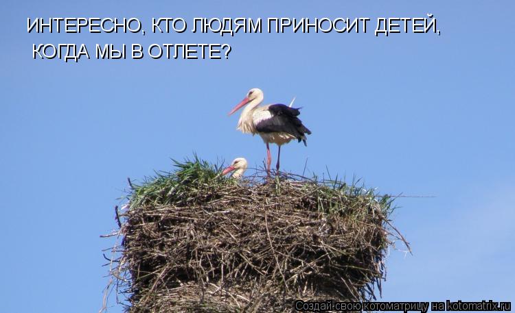 ИНТЕРЕСНО, КТО ЛЮДЯМ ПРИНОСИТ ДЕТЕЙ, КОГДА МЫ В ОТЛЕТЕ?... Котоматрица: ИНТЕРЕСНО, КТО ЛЮДЯМ ПРИНОСИТ ДЕТЕЙ, КОГДА МЫ В ОТЛЕТЕ?