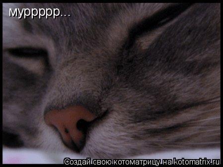 Котоматрица: муррррр...